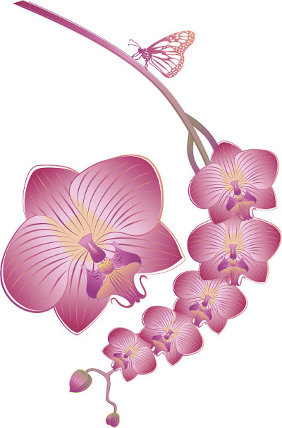 兰花和蝴蝶
