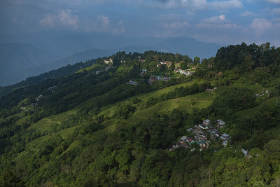 山青谷茶园景观图库照片