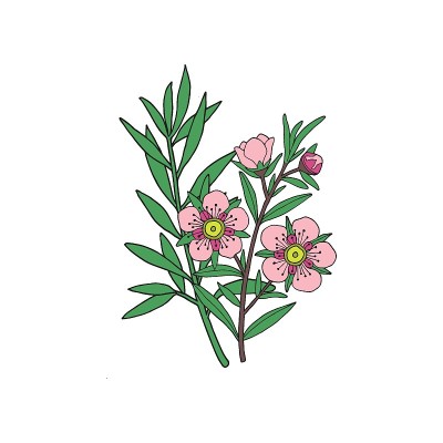 麦卢卡蜂蜜的枝，叶和花。手绘矢量插图。