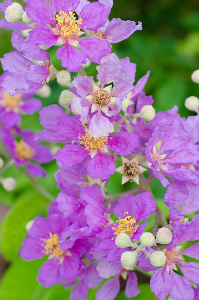 衣兰odorata