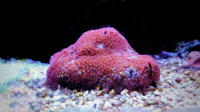 Goniopora在暗礁水族箱里lps珊瑚