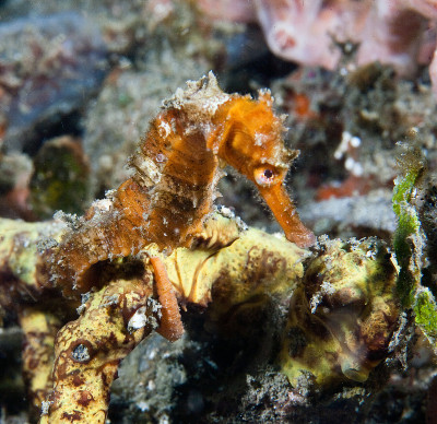 海绵上的橙色海马
