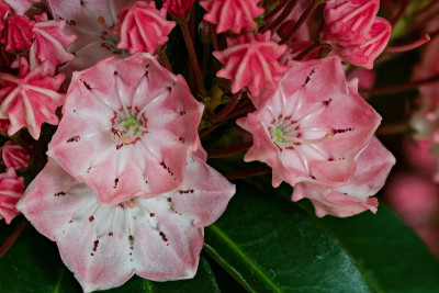 Kalmia latifolia