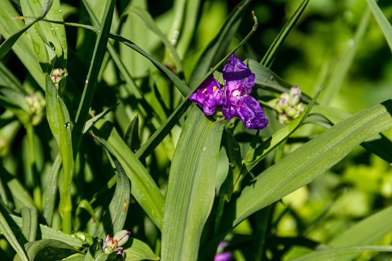 Tradescantia ohiensis，俗称蓝夹克衫或俄亥俄州花园中的蜘蛛草