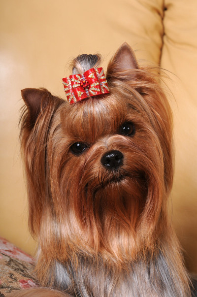 约克郡犬肖像