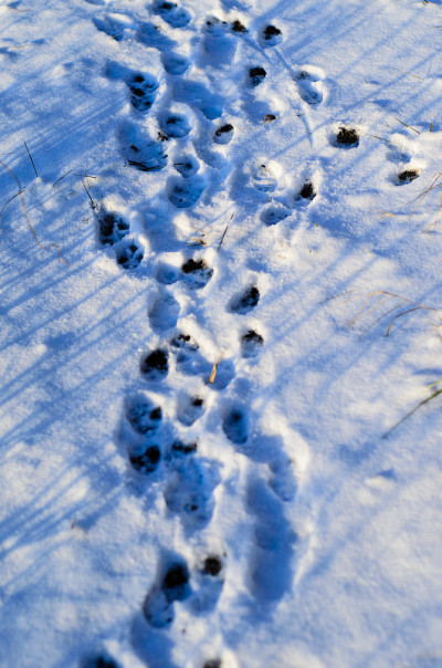 雪地里的爪印