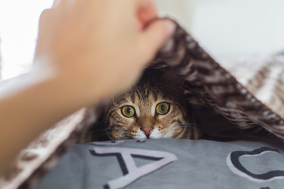 孟加拉猫在毯子下面玩耍
