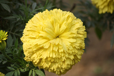 墨西哥万寿菊(万寿菊)的桔黄色花