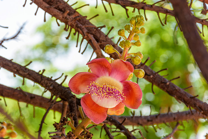 美丽的炮弹树开花或Shorea robusta花束在其树枝上