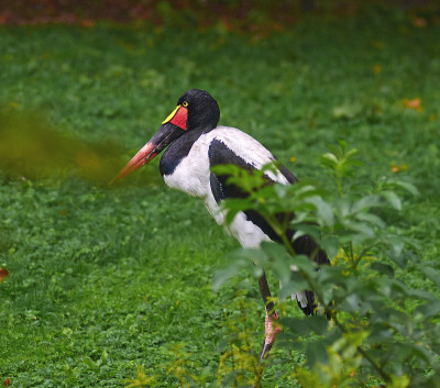 近距离观察鞍嘴鹳(Ephippiorhynchus senegalensis)。