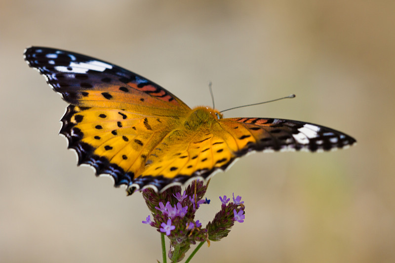 Nymphalidae