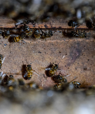 一个蜂巢，从里面看风景。bee-hut。蜜蜂。蜂房的入口。