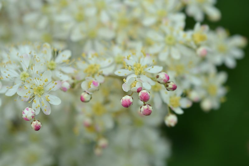 蕨类叶子水芹