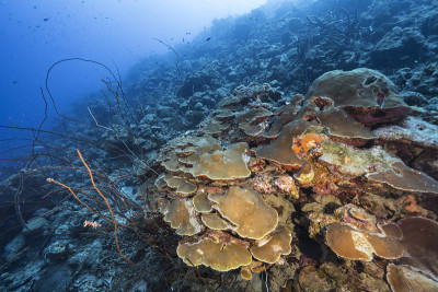 在库拉索岛附近的加勒比海，有各种各样的鱼、珊瑚和海绵在蓝绿色的珊瑚礁水中