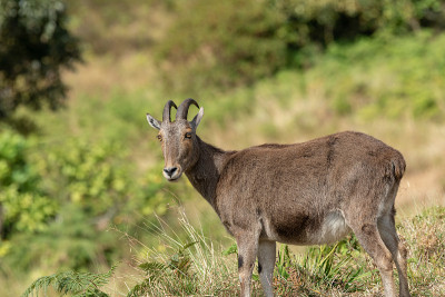 Nilgiritragus hylocrius从Eravikulam国家公园拍摄的nilgiri t