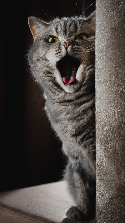 一张打哈欠的英国短毛虎斑猫的肖像。