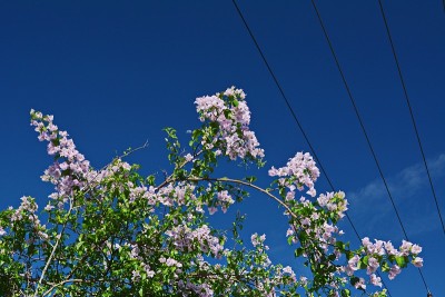美丽的叶子花属花