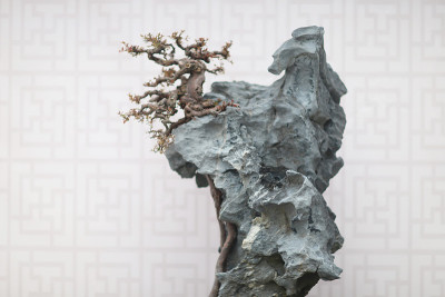 盆景和盆景的微型景观