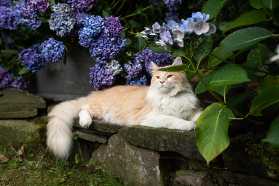 花猫