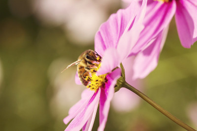 花园中的蜜蜂