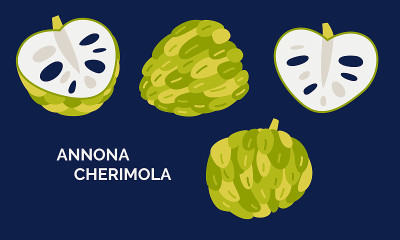 矢量插图的一套安娜娜cherimola。热带水果整体和切片孤立在深色背景上