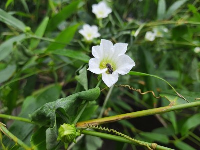 党参是桔梗科开花植物的一个属