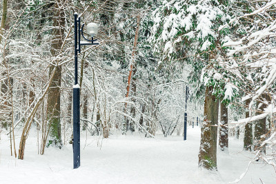 雪林里风景如画的小巷，冬天森林里宽阔的道路。