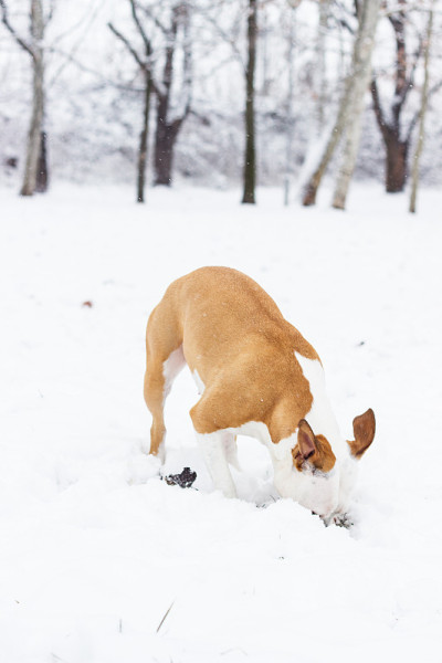 狗在雪中挖掘