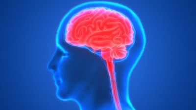 人类的大脑解剖