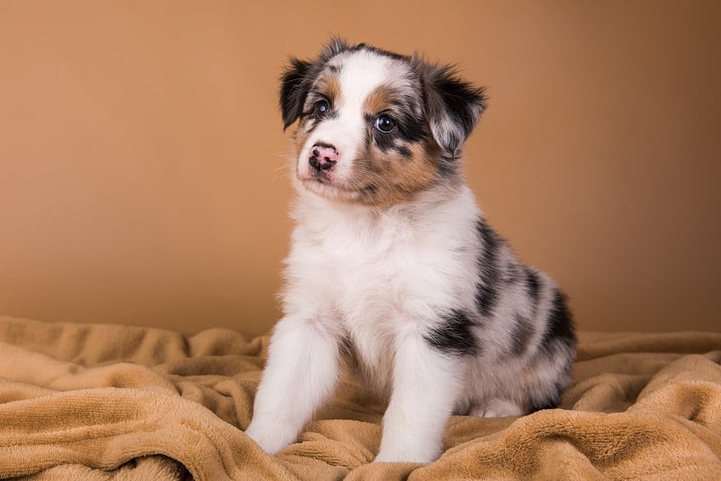 红山鸟色澳大利亚牧羊犬幼犬，六周大