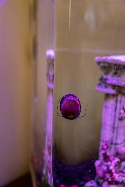 The underside of the freshwater snail.