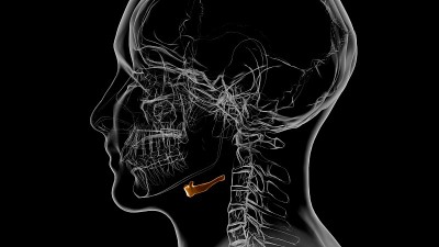 人类骨骼舌骨解剖医学概念3D
