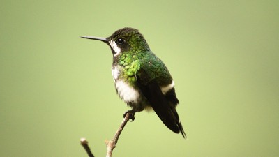 绿色thorntail