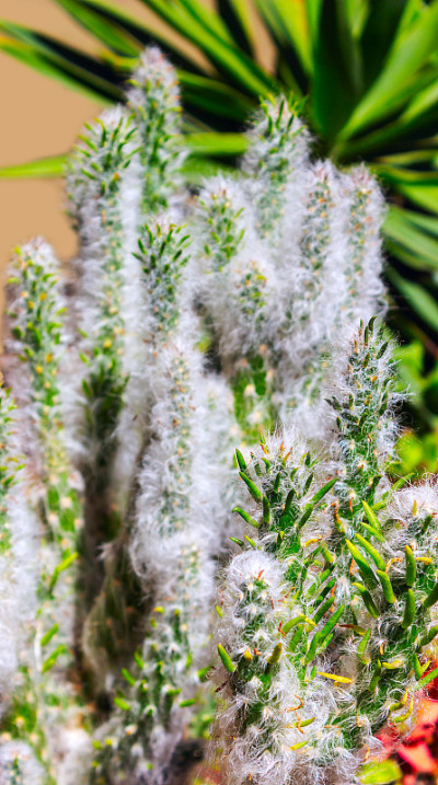 仙人掌，多汁的绿色植物，有刺和蜘蛛网