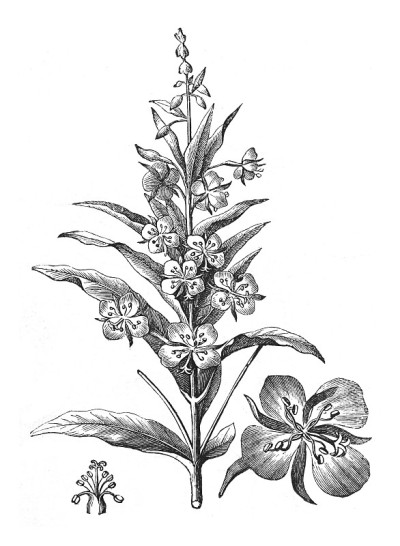 杂草，大柳兰，玫瑰月桂柳兰或bombweed (Chamaenerion angustifolium