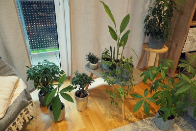 在客厅里观赏各种热带盆栽植物