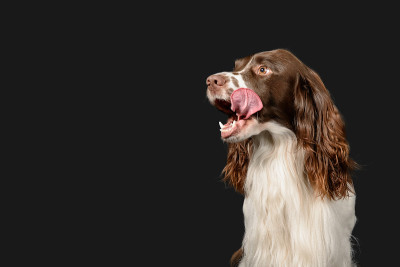 深色背景上的西班牙猎犬