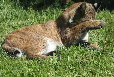 小山猫在野外洗澡