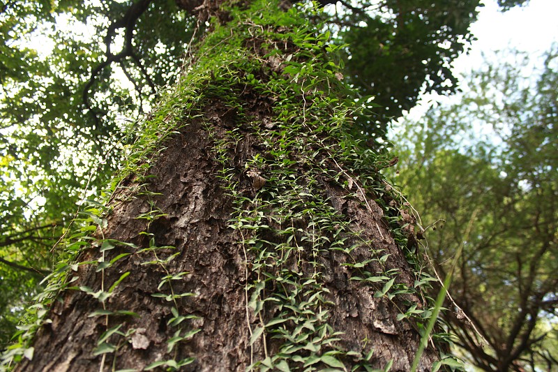 Macfadyena(猫爪爬行者)