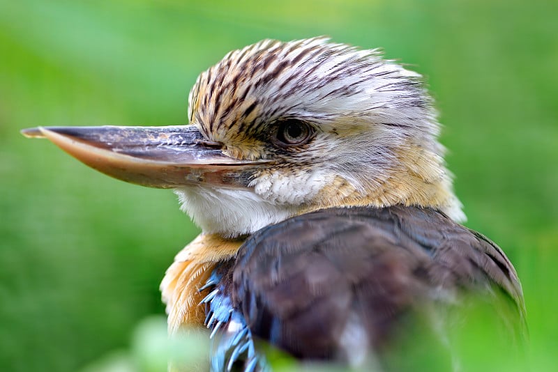 澳洲人Kookaburra - Dacelo novae几内eae。