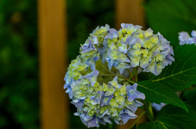 绣球花花