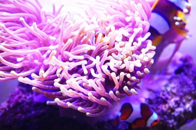 海葵彩虹流