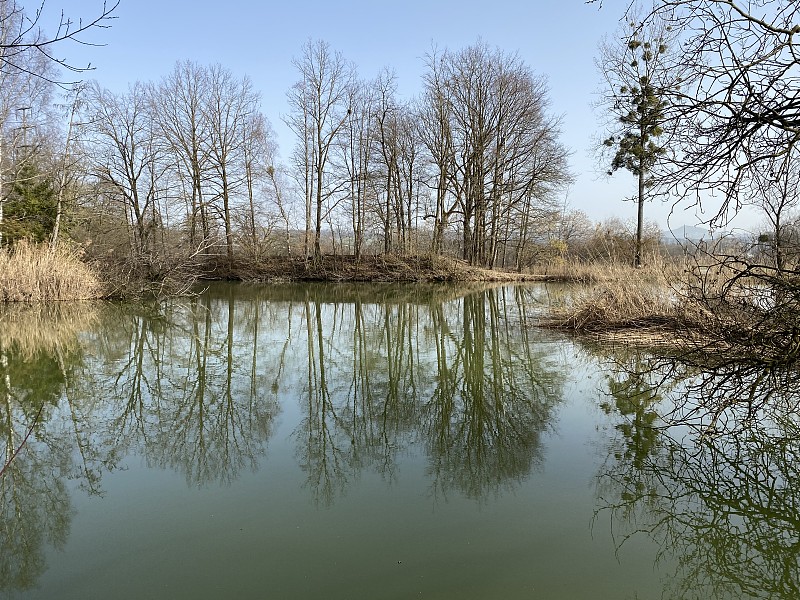 Gizlen pond (Gizlen Weiher)在天然保护的aarqi river plain