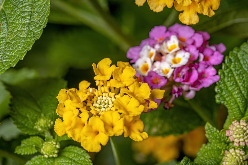 马缨花