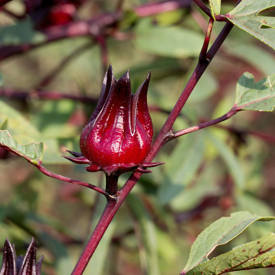 玫瑰果(芙蓉)，泰国