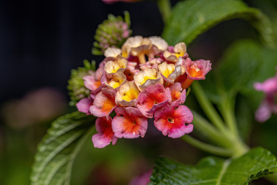 马缨花