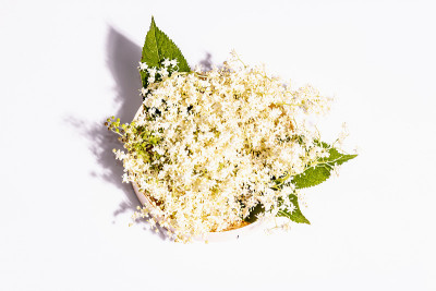 接骨木花茶