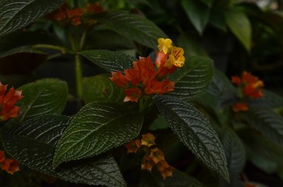 橙色的喇叭花在花园里