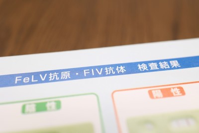 关于猫传染性疾病的文献