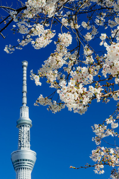东京天空树